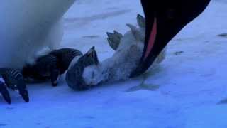 The Most Emotional Clip Weve Ever Filmed  Penguins Mourning [upl. by Fidelas]