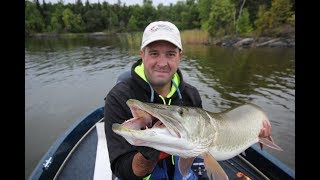 Big Lake Of The Woods Topwater Muskie [upl. by Lerej162]