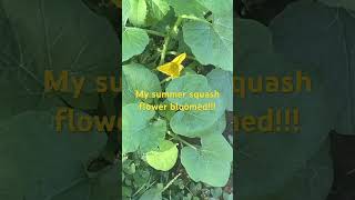 My Summer Squash Flower Bloomed [upl. by Demb113]