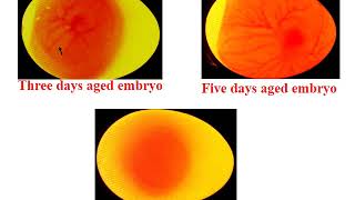 Lab 3A Inoculation in embryonated egg 1 [upl. by Bridgette]