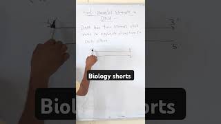 Antiparallel strands in DNA viralbiology dna education biology science [upl. by Mitinger812]