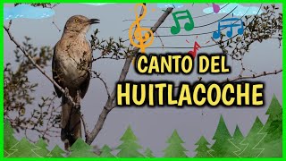 CANTO del HUITLACOCHE una AVE CANTORA que Maravilla con su sonido [upl. by Sabas]