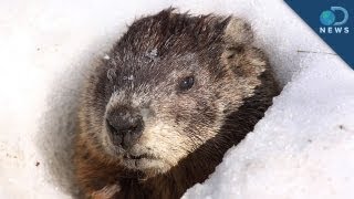 The Weird History Behind Groundhog Day [upl. by Yreneh969]