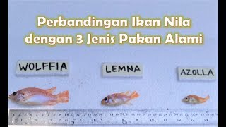 Perbandingan Ikan Nila yang Makan Wolffia  Lemna  Azolla [upl. by Andras]