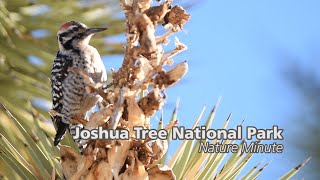 Nature Minute Episode 7 Ladderbacked Woodpecker [upl. by Lezah981]