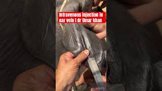 Intravenous injection in ear vein l dr Umar khan [upl. by Norrek703]