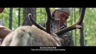 Evenki  the tribe which uses reindeer in Greater Khingan Range  Inner Mongolia China  鄂溫克人  內蒙古 [upl. by Schwejda319]