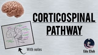 Corticospinal Tract  Pyramidal tract  Detailed Explanation with PG Questions [upl. by Stephanus]