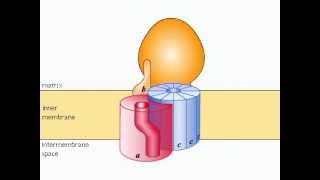 ATP Synthétase [upl. by Ssirk]