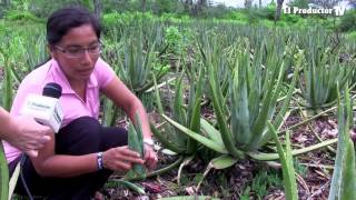 El Cultivo de sábila alternativa para los agronegocios [upl. by Nitsugua]