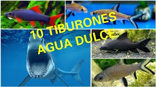 10 TIBURONES DE AGUA DULCE QUE PUEDES TENER EN TU ACUARIO [upl. by Schmitt]