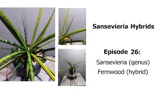 Sansevieria Fernwood  Sansevieria hybrids Episode 26 [upl. by Ohs]