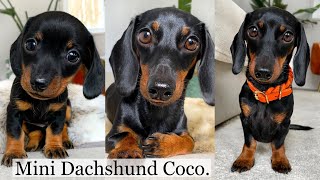 Mini Dachshund Coco [upl. by Heber838]