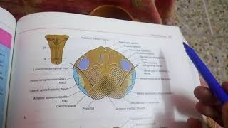 MEDULLA OBLONGATA internal featuresat pyramid decussation levelpart 1 [upl. by Ylnevaeh]