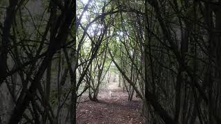 Into the treesMillfield Woods North Yorkshire🐩🐶🍁🍃🍂 with Kobe the dog [upl. by Annahsal]