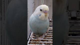 Cute Budgie Voice 😍❤️ [upl. by Sinnek]