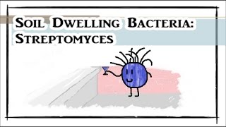 Soil Dwelling Bacteria Streptomyces [upl. by Nyluqcaj625]