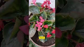 Grow Begonia Plant by Cutting  Begonia के पौधे की care कैसे करें [upl. by Stahl545]