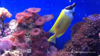 Siganus vulpinus  Foxface Rabbitfish [upl. by Goltz]