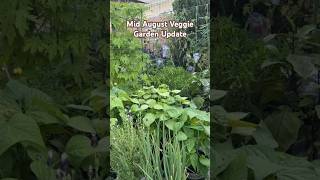 Summer Veggie Garden Update  Container Vegetable Gardening [upl. by Alakcim]