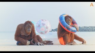 Animalia  The Orangutans chill out at the beach [upl. by Ynaffit]