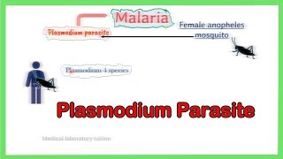 malaria parasite  Plsamodium Life cycle  Laboratory diagnosis  Morphology  full explained [upl. by Sateia370]