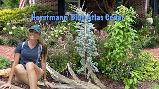 Replacing a Blue Point juniper with a Horstmann Blue Atlas cedar\\First Moonflower of the season [upl. by Erdnaxela]