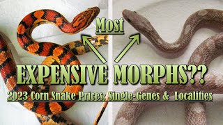 2023 CORN SNAKE PRICES Single Morphs [upl. by Suoivatnom]