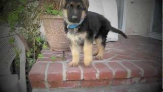 8 Week old German Shepherd Puppy [upl. by Anaele]