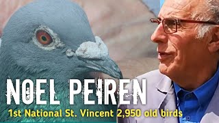 Pigeons of IRON and STEEL Hardened by nature  1st National St Vincent OB 2019  NOEL PEIREN [upl. by Acker]