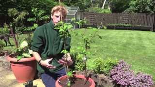 Planting Raspberries In Containers  Jack Shilley [upl. by Nonnaehr299]