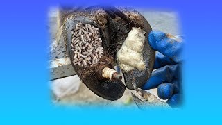 Cut Trim and Cleaning  Screw with Nails WAS STUCK IN cows hoof  LOVE ANIMAL [upl. by Gnolb277]