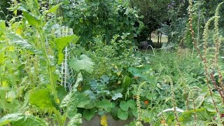 Mon jardin en permaculture fin juillet 2016 [upl. by Filahk658]