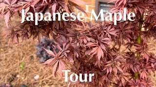 Japanese Maple and Conifer Tour April [upl. by Verda490]