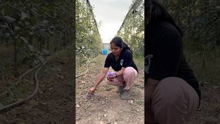 Saffron plantation in Kashmir puthettutravelvlog jelajaratheesh saffron kashmir india travel [upl. by Aloisia]