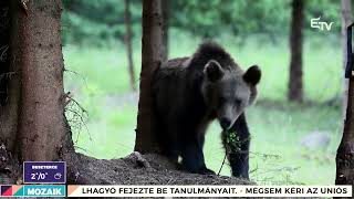 Több száz nap a medvék világában – Mozaik [upl. by Atiuqehs]