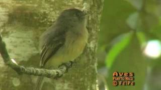 Bobito de Puerto Rico Lesser Antillean Pewee Contopus latirostris blancoi [upl. by Notla]