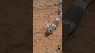 Snouted Cobra on the move africa snake venomous wildlife [upl. by Ijuy]