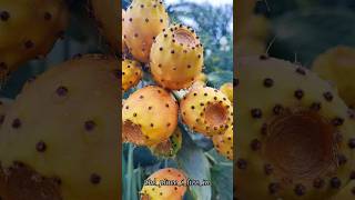 prickly pear опунция индийская nature fruit kids [upl. by Gilemette]