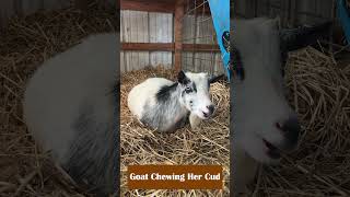 Goat Chewing Her Cud [upl. by Marj]