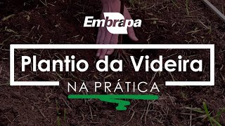 Na Prática  Plantio da Videira [upl. by Nylirej]