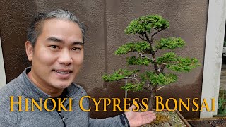 Hinoki Cypress 2 Bonsai Progression [upl. by Annaert25]