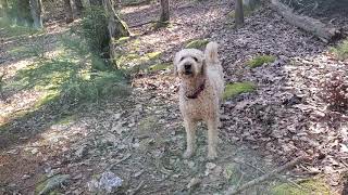 Farfel the Goldendoodle barking [upl. by Cenac]