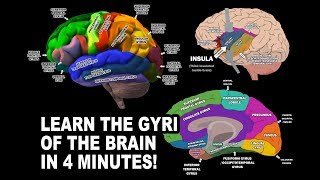 GYRI OF THE BRAIN  LEARN IN 4 MINUTES [upl. by Tiffany]