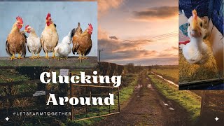 clucking Aroundchickenraising chicken chickenlife Chickenchaos [upl. by Slayton915]