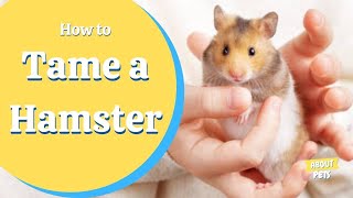 🐹 How To Tame Your Hamster 🐹 [upl. by Skippie]