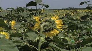 Weed Control In Sunflowers 632 From Ag PhD 632 51610 [upl. by Konstantin]