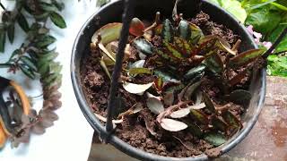 Propogation and overview ofTrailing watermelon BegoniaPellionia Repens luciana Goa [upl. by Anawaj]