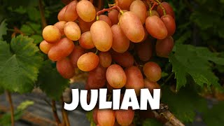 Winorośl deserowa  JULIAN 🍇 [upl. by Yeltrab]