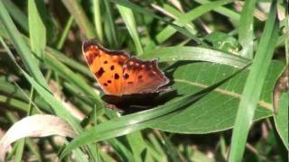 Eastern Comma Butterfly Nymphalidae Polygonia comma Sunning [upl. by Caneghem638]